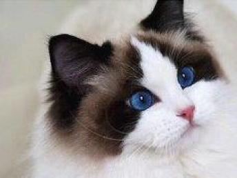 图 北京cfa注册猫舍专业繁殖纯种精品布偶猫售后好 北京宠物猫